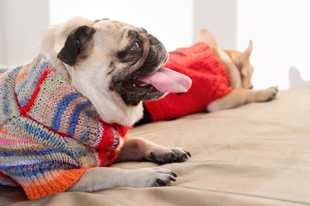 De gelukkige huisdierenpug hond en de Franse buldog kleedden zich thuis in gebreide sweaters wachtend op hun eigenaar. Grappige honden klaar om uit te gaan. Hondenkleding, mode