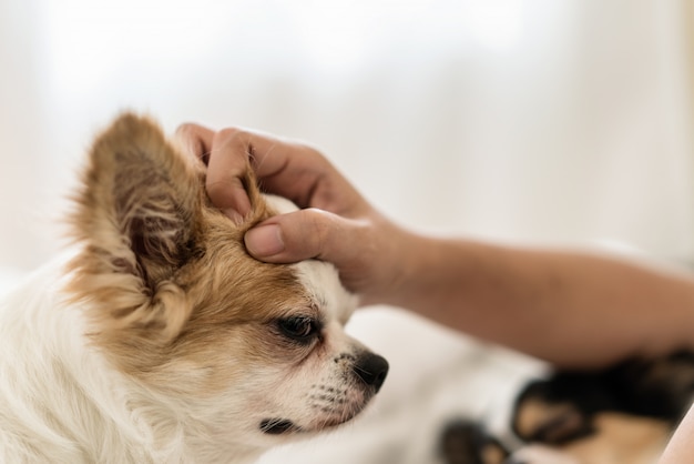 De gelukkige slaperige lange haarhond houdt van wordt klopje of wordt gestreeld door man hand