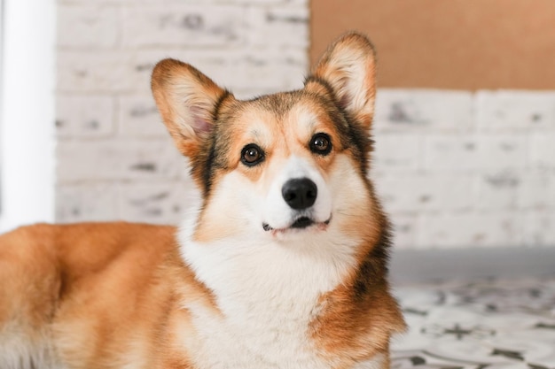 De gelukkige welsh corgi-hond van Pembroke ligt thuis op de vloer. Gelukkige huisdieren