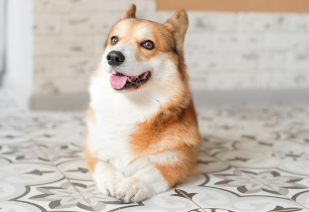 De gelukkige welsh corgi-hond van Pembroke ligt thuis op de vloer. Gelukkige huisdieren