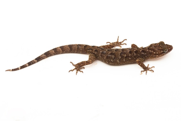 Foto de gemarmerde bowfingered gekko of javaanse benttoed gekko hagedis cyrtodactylus marmoratus op wit