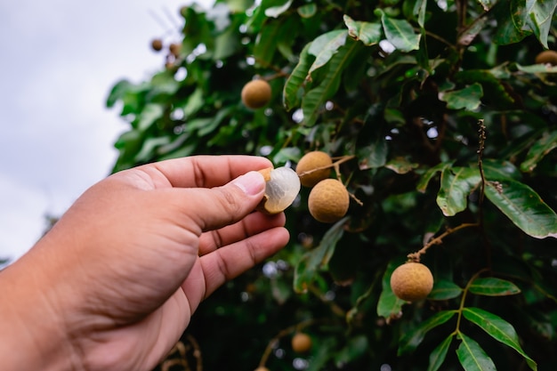 De gepelde longan bij de hand met longan boomachtergrond