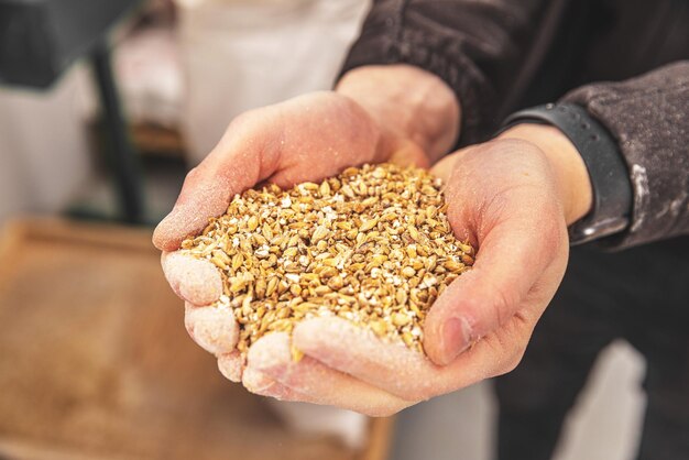 De gerst van de mensenholding bij brouwerij