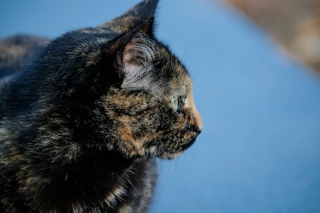 De geschubde kat heeft een zwart-oranje vacht waardoor hij ook wel bekend staat als de schildpadkat