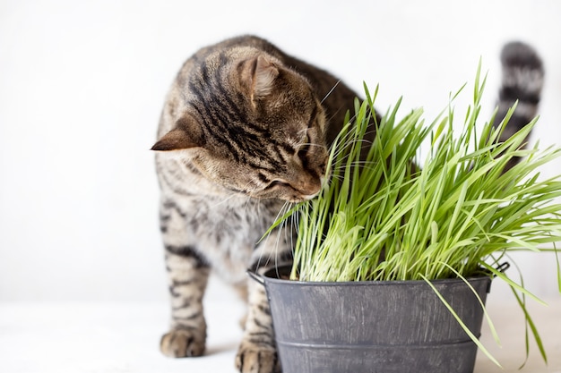 De gestreepte katkat eet vers groen gras. Cat gras. Handig voedsel voor dieren