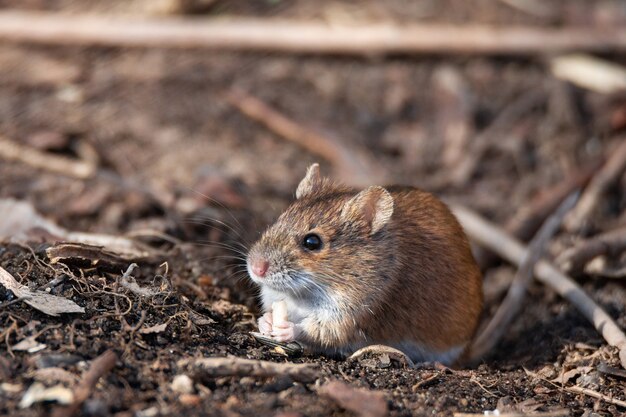 De gestreepte veldmuis