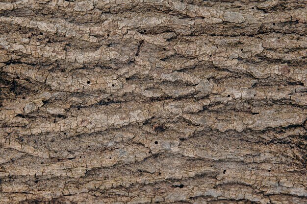 De gestructureerde schors van een boom met gaten wordt opgegeten en beschadigd door een schorskewer Plaagdieren van bomen Termieten en kevers