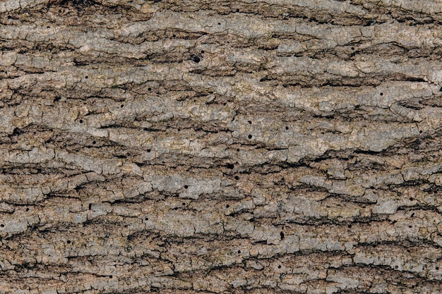 De gestructureerde schors van een boom met gaten wordt opgegeten en beschadigd door een schorskewer Plaagdieren van bomen Termieten en kevers