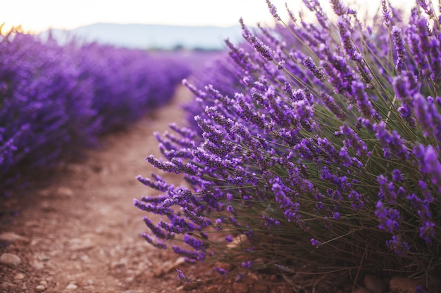 De geurige lavendelbloemen bij mooie zonsopgang, Valensole, de Provence, Frankrijk, sluiten omhoog