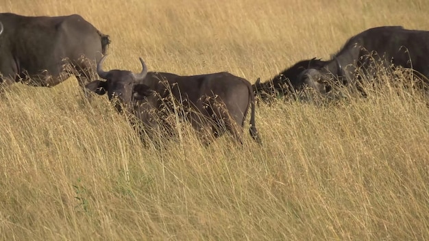 De gevaarlijkste dieren die in het betoverende Chobe River National Park leven