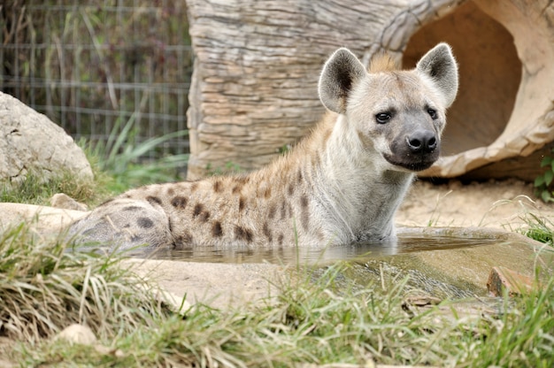 De gevlekte hyena, ook wel bekend als lachende hyena, is een vleesetend zoogdier.