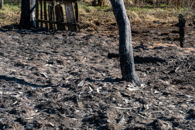 De gevolgen van een bosbrand en brandstichting van droog gebladerte Verkoolde bomen en gras in het bos As op de grond na een incident in het park Milieubescherming