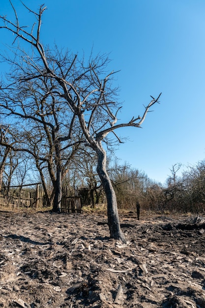 De gevolgen van een bosbrand en brandstichting van droog gebladerte Verkoolde bomen en gras in het bos As op de grond na een incident in het park Milieubescherming