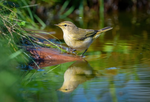 De gewone chiffchaff vogel staat op een rots die uit een vijver steekt en kijkt naar zijn weerspiegeling