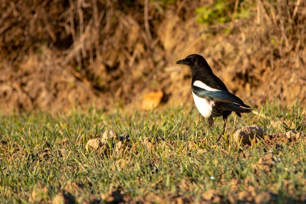 De gewone ekster is een zangvogel uit de familie corvidae