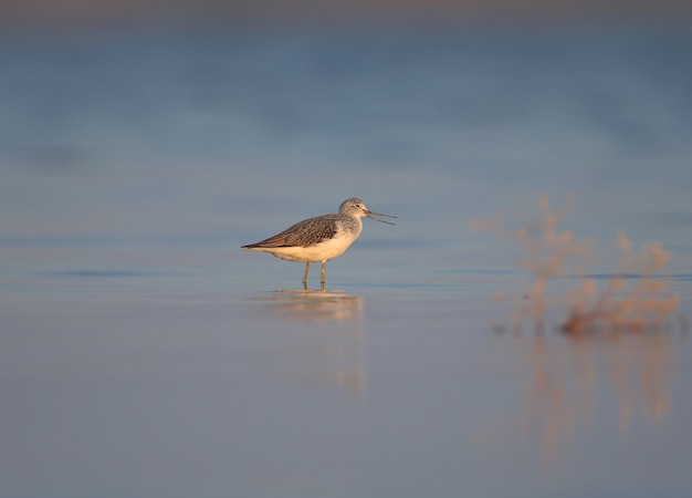 De gewone groenpootruiter (Tringa nebularia) in het blauwe water van de baai bij zacht ochtendlicht in een grappige pose