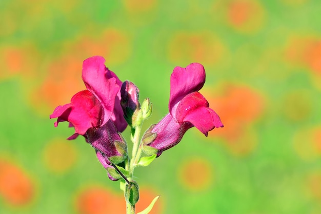 De gewone leeuwenbek bloeit Antirrhinum majus