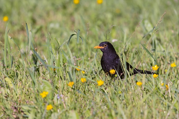 De gewone merel Turdus merula is een soort van echte lijster. Het wordt ook wel de Euraziatische merel genoemd