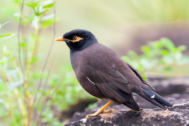 De gewone myna of Indiase myna Acridotheres tristis soms gespeld mynah