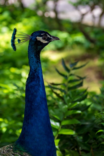 De gewone pauw is een soort van galliform vogel in de familie Phasianidae.