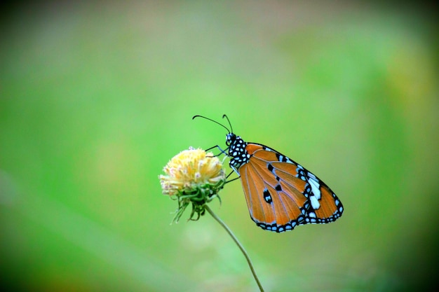 De gewone tijgervlinder die op de bloemplant rust