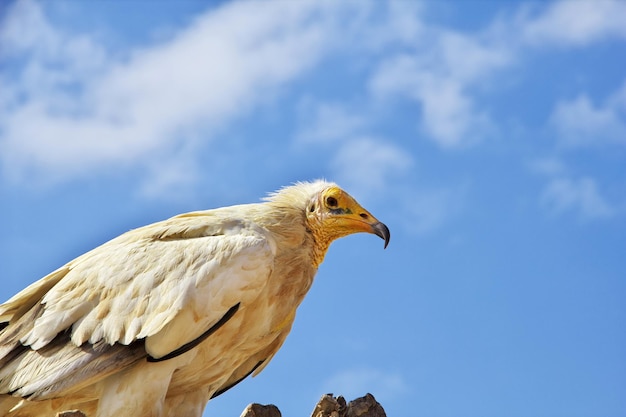 De gier aan de kust van het socotra-eiland jemen in de indische oceaan