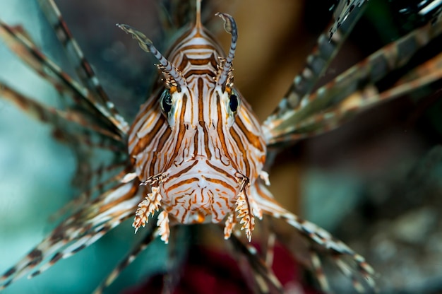 De giftige Volitan Lionfish zwemmen in een aquarium