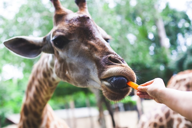 De giraf die wortel van tourist eten dient de dierentuin in