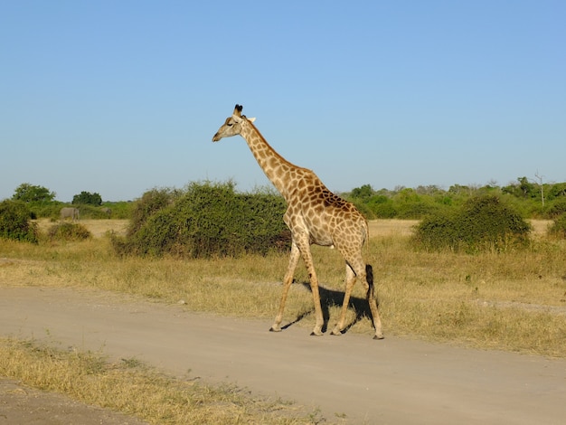 De giraf op de safari in chobe nationaal park, botswana, afrika