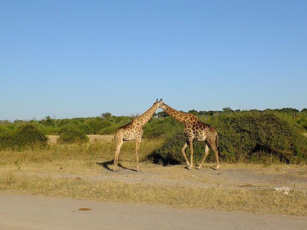 De giraf op safari in Chobe nationaal park Botswana Afrika