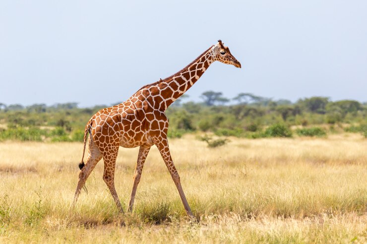 Foto de giraf van somalië gaat over een groene, weelderige weide