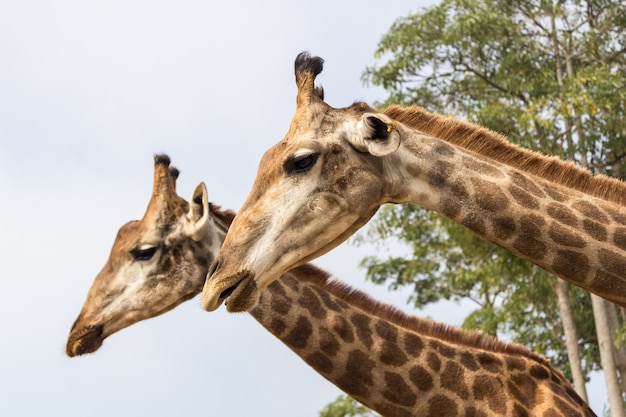 de girafkop close-up in de dierentuin