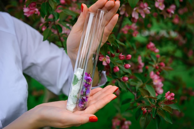 De glasreageerbuizen met veelkleurige bloembloemblaadjes in de handen van vrouwen bij het bloeien, sluiten omhoog. Proces van het verzamelen van planten voor de parfumindustrie. Afbeelding voor reclame met kopie ruimte.