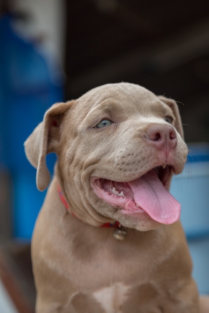 De glimlach van baby pitbull en zoekt iemand om onduidelijk beeldachtergrond te spelen