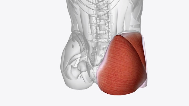 De gluteale spieren, vaak glutes genoemd, zijn een groep van drie spieren