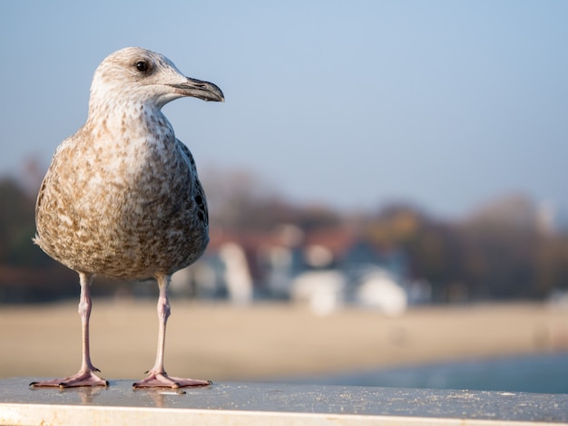 De goed gevoede meeuw zit op een leuning en kijkt naar de zee