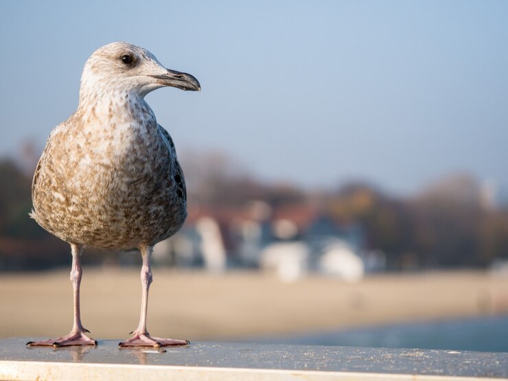 Foto de goed gevoede meeuw zit op een leuning en kijkt naar de zee