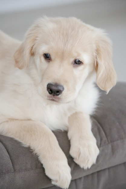 De golden retriever is een hondenras van het type retriever, afkomstig uit Groot-Brittannië