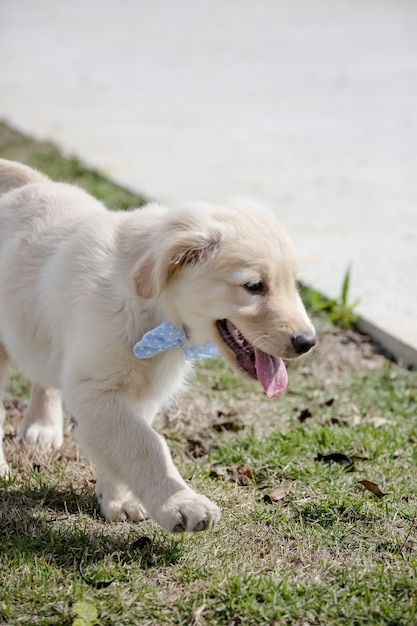 De golden retriever is een hondenras van het type retriever, afkomstig uit Groot-Brittannië