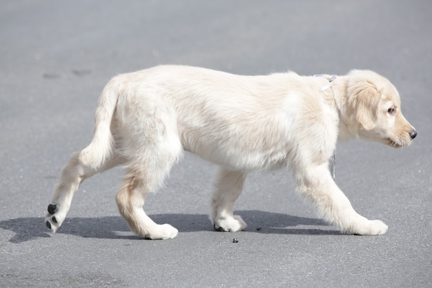 De golden retriever is een hondenras van het type retriever, afkomstig uit Groot-Brittannië