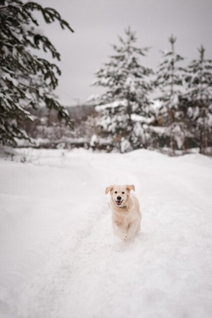 Foto de golden retriever speelt vrolijk in de winter 4492