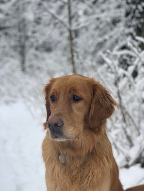 De golden retriever zit in een besneeuwd bos en kijkt rond in de sneeuw op een zonnige winterdag