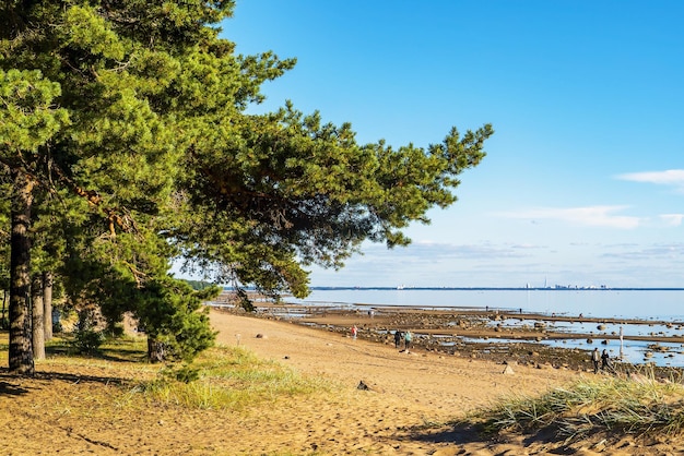 Foto de golf van finland met een ondiepe kust in het vakantieoord van sint-petersburg