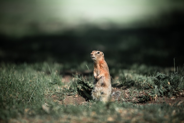 De gopher staat in het groene gras