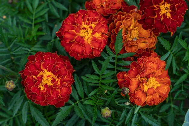 De gouden bloem van de Franse Goudsbloem Tagetes patula