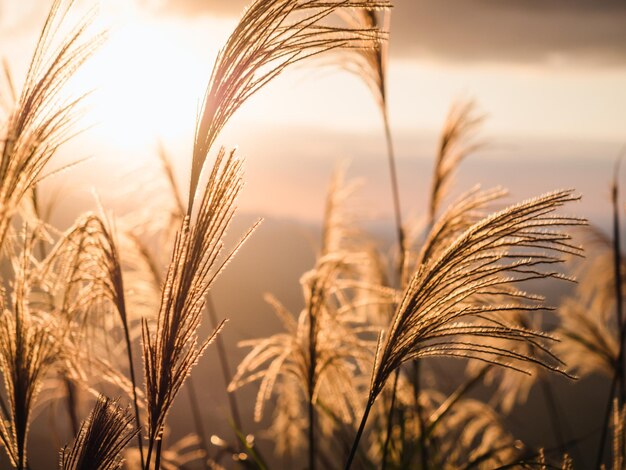 De gouden glanzende Miscanthus in zonsondergangtijd