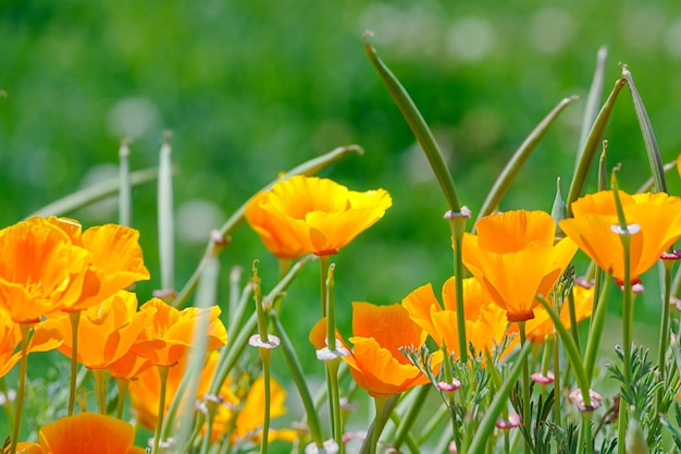 De gouden papavers van californië in de tuin