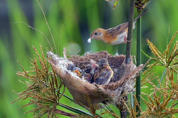 De goudkopcisticola-vogel brengt voedsel voor hun kuiken