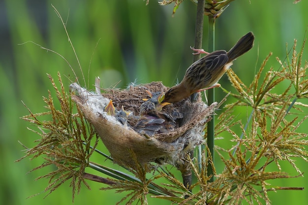 De goudkopcisticola-vogel brengt voedsel voor hun kuiken