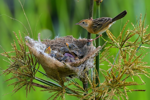 De goudkopcisticola-vogel brengt voedsel voor hun kuiken